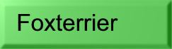 Foxterrier